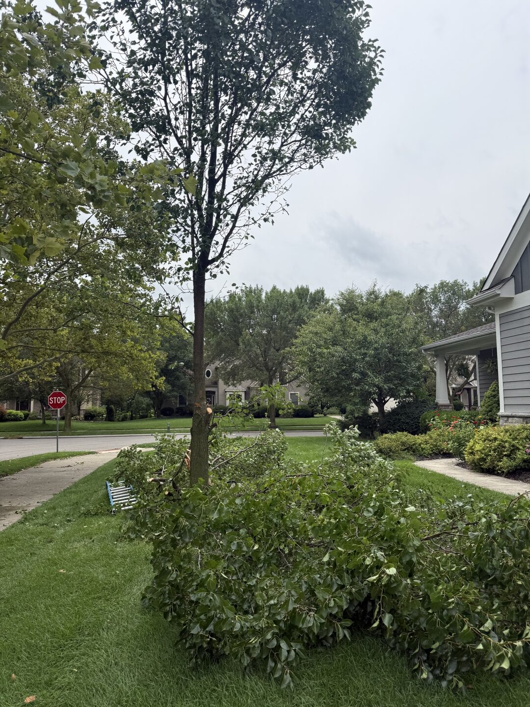 Cut limbs and leafy brush piled along a front lawn at the curb of a suburban street, with a stop sign and neighbouring houses behind