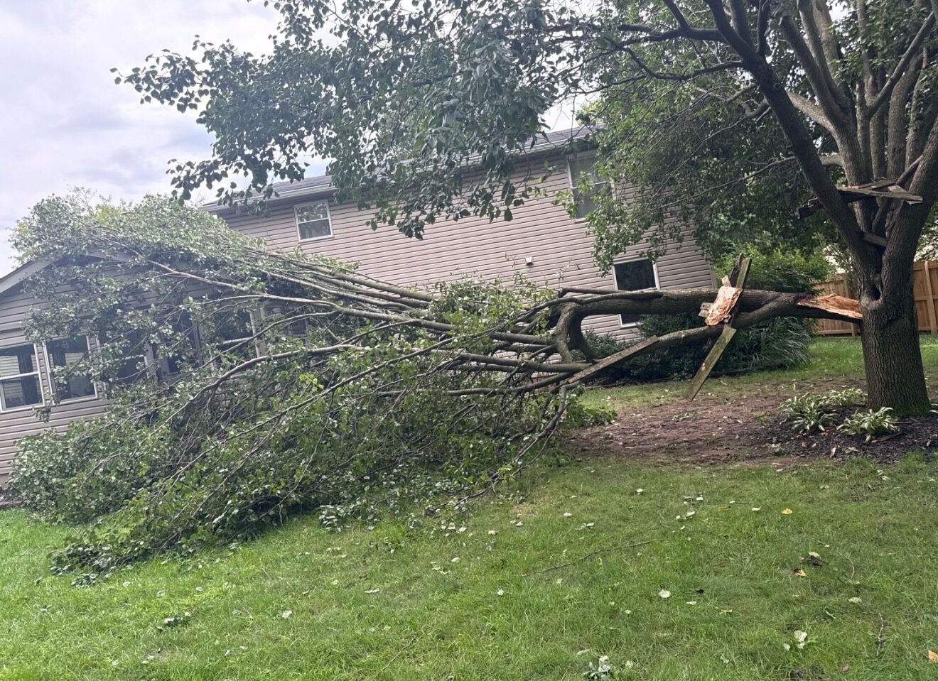 Large limb snapped off a mature tree and fallen across a back yard, resting against the siding of a tan two-storey house with broken pale wood at the break